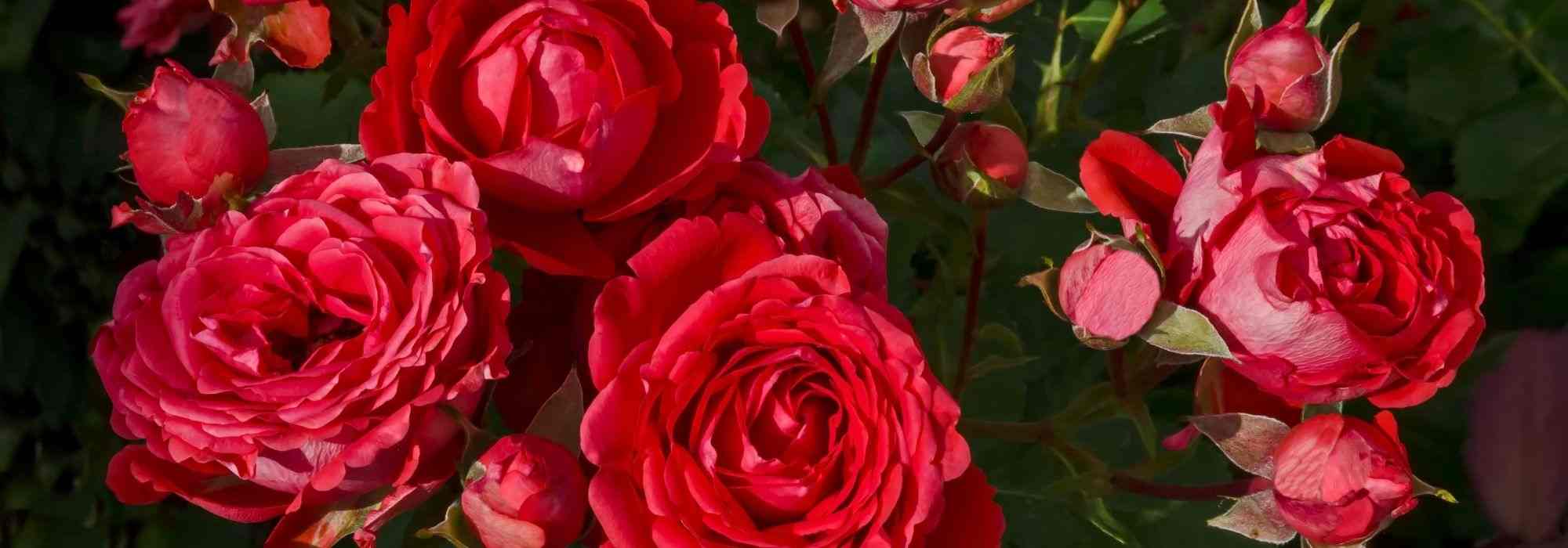 6 roseiras arbustivas de flores grandes vermelhas