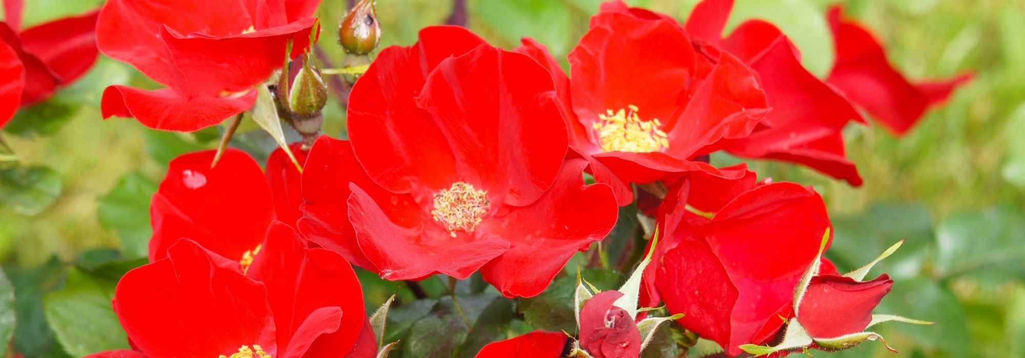 8 roseiras miniatura com flores vermelhas