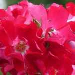 7 roseiras de flores silvestres vermelhas