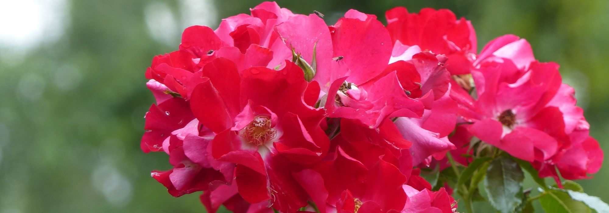 7 roseiras de flores silvestres vermelhas