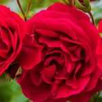 9 roseiras vermelhas muito perfumadas