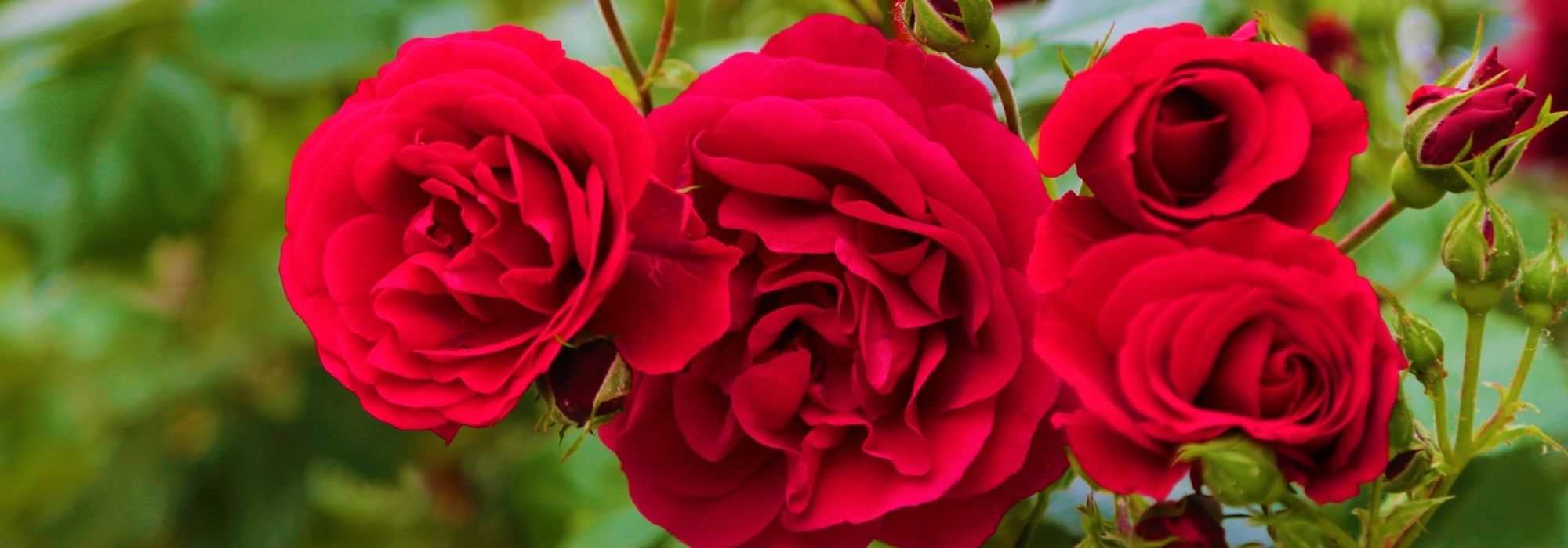 9 roseiras vermelhas muito perfumadas