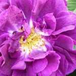 As 9 rosas antigas mais bonitas