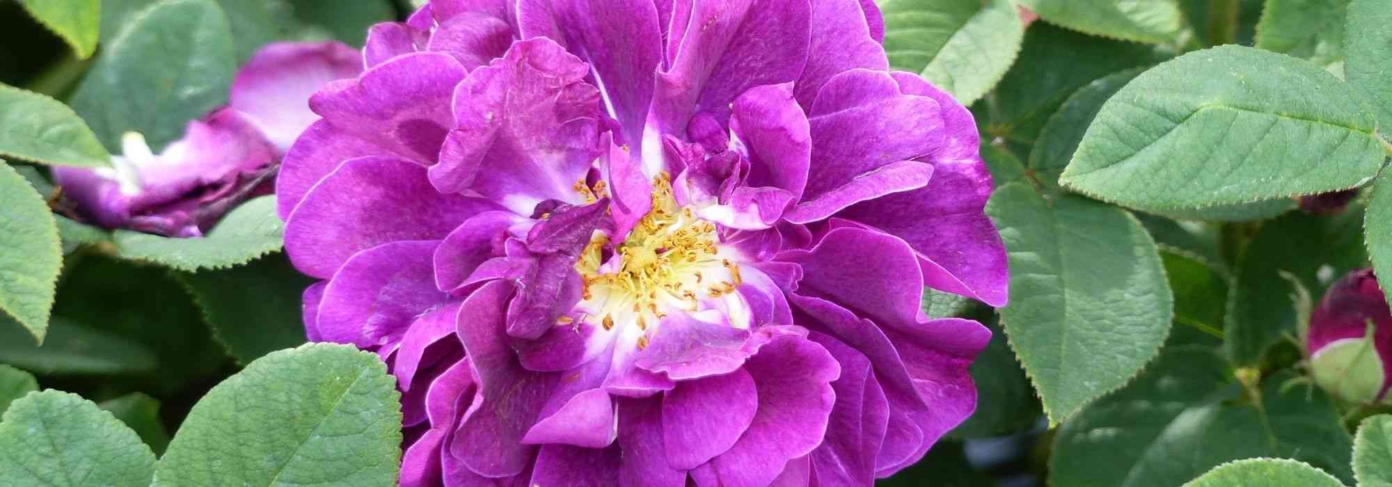 As 9 rosas antigas mais bonitas
