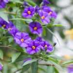 7 ideias para combinar a beringela no jardim