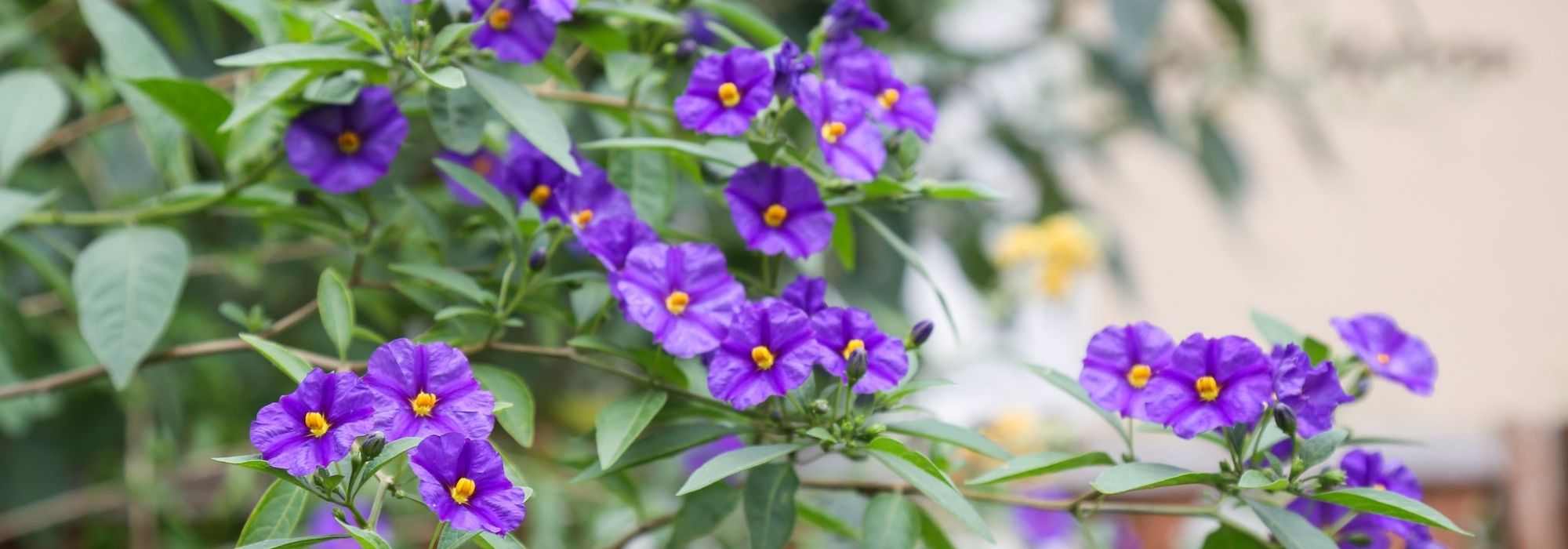7 ideias para combinar a beringela no jardim