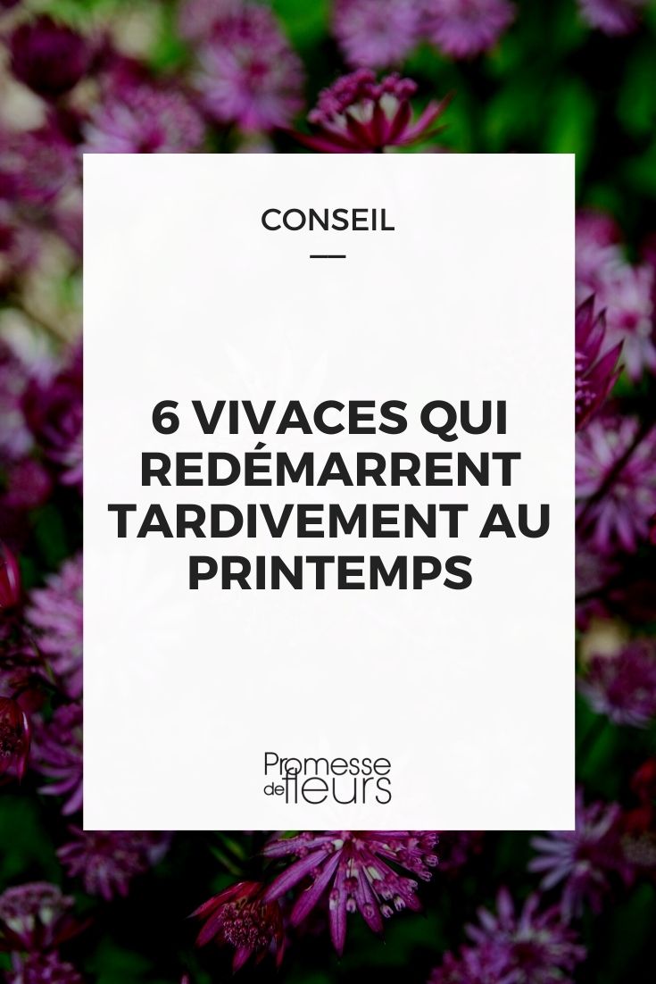 Plantas perenes que começam a desenvolver-se tarde na primavera