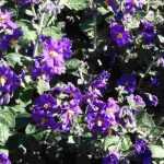 Como passar o Solanum o inverno?