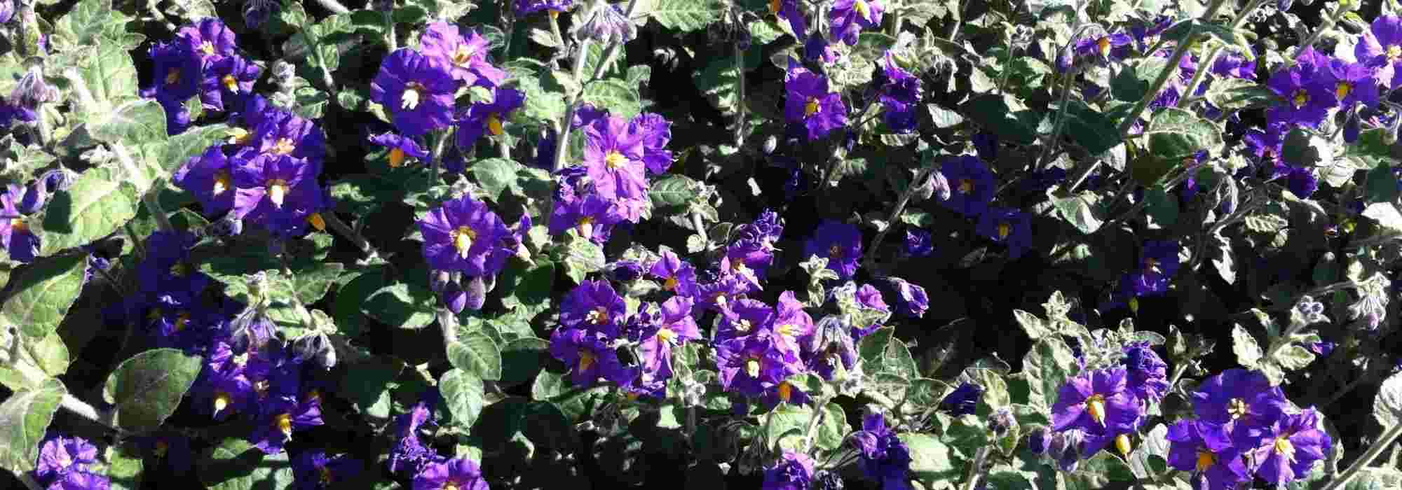 Como passar o Solanum o inverno?