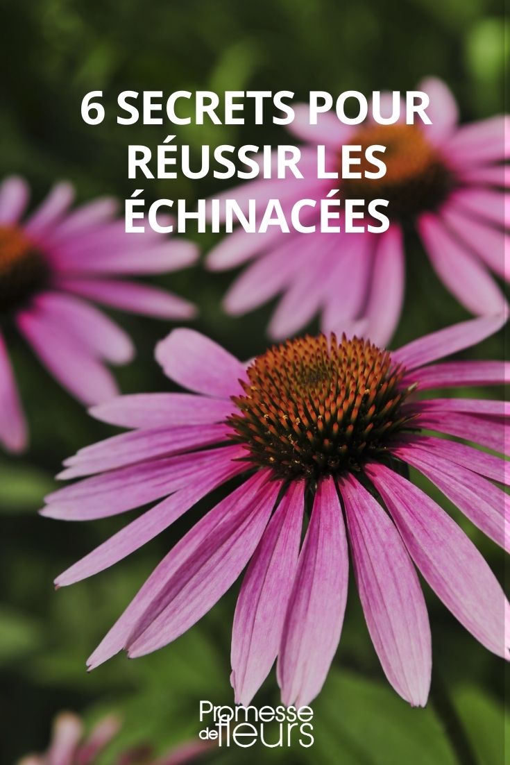 6 segredos para cultivar equináceas com sucesso