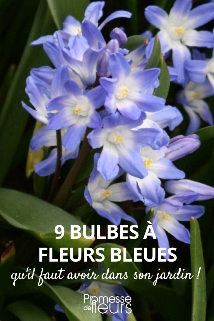9 bolbos de flores azuis