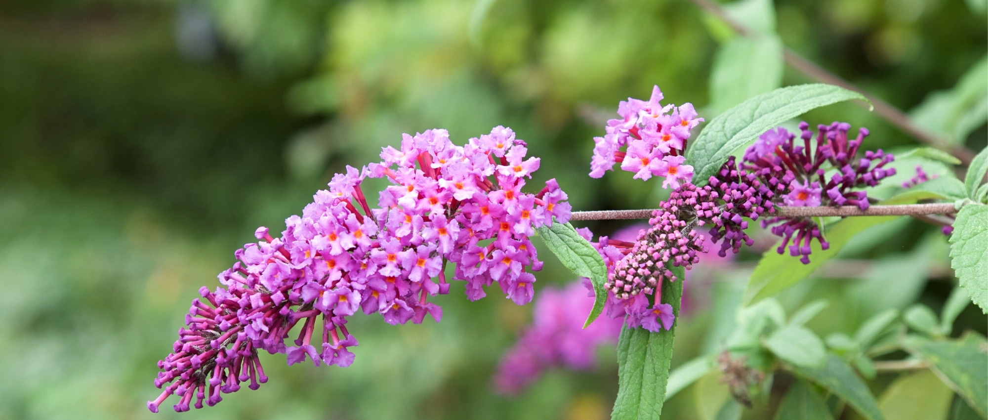 10 arbustos de floração prolongada