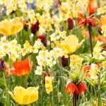 Bolbos de primavera: 6 ideias para os combinar