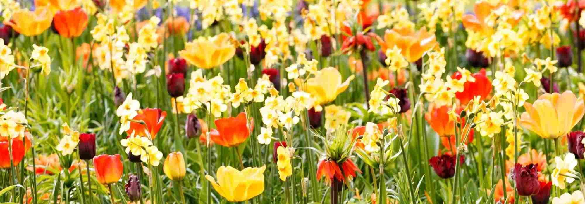 Bolbos de primavera: 6 ideias para os combinar