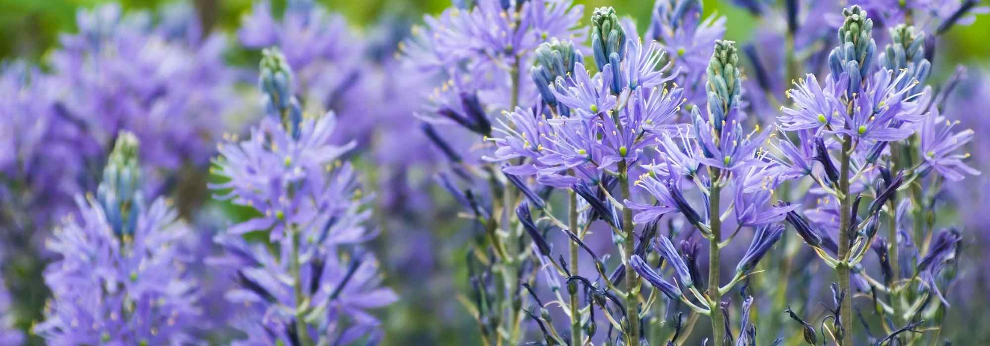 9 bolbos de primavera com flores azuis que deve ter no jardim
