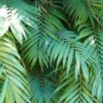 Chamaedorea: plantação e cuidados