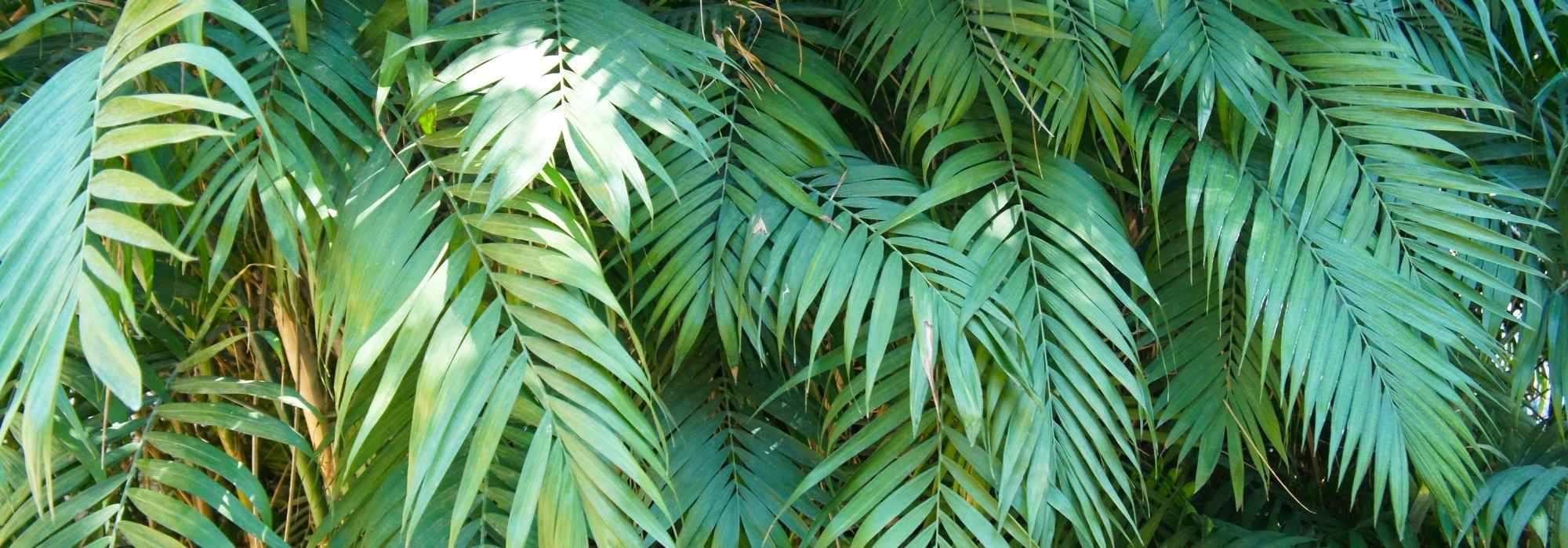 Chamaedorea: plantação e cuidados