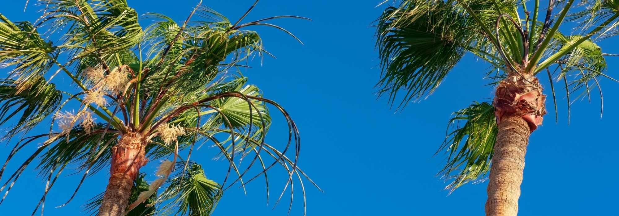 Carnaúba: plantação, manutenção