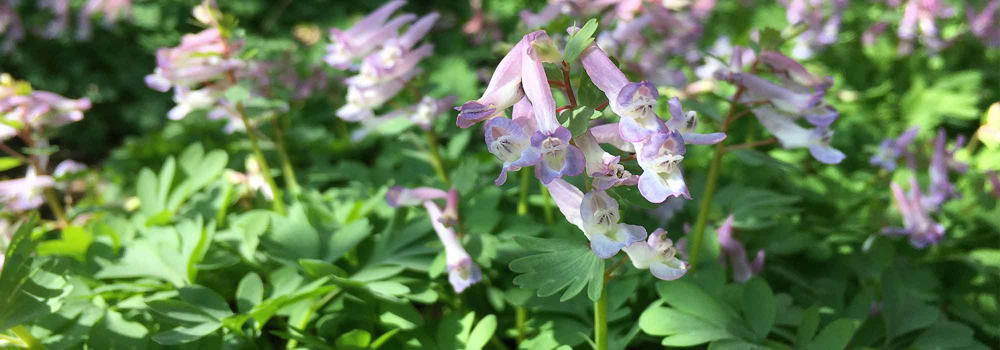 Combinar os Corydalis