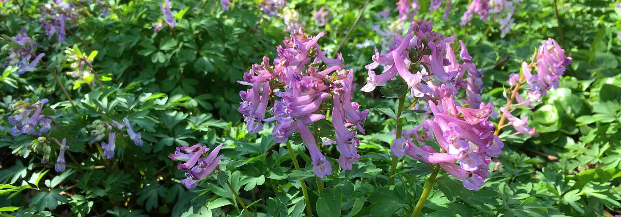 Escolher um Corydalis