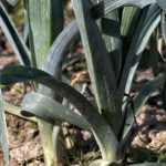 Cultivar alho-francês de verão