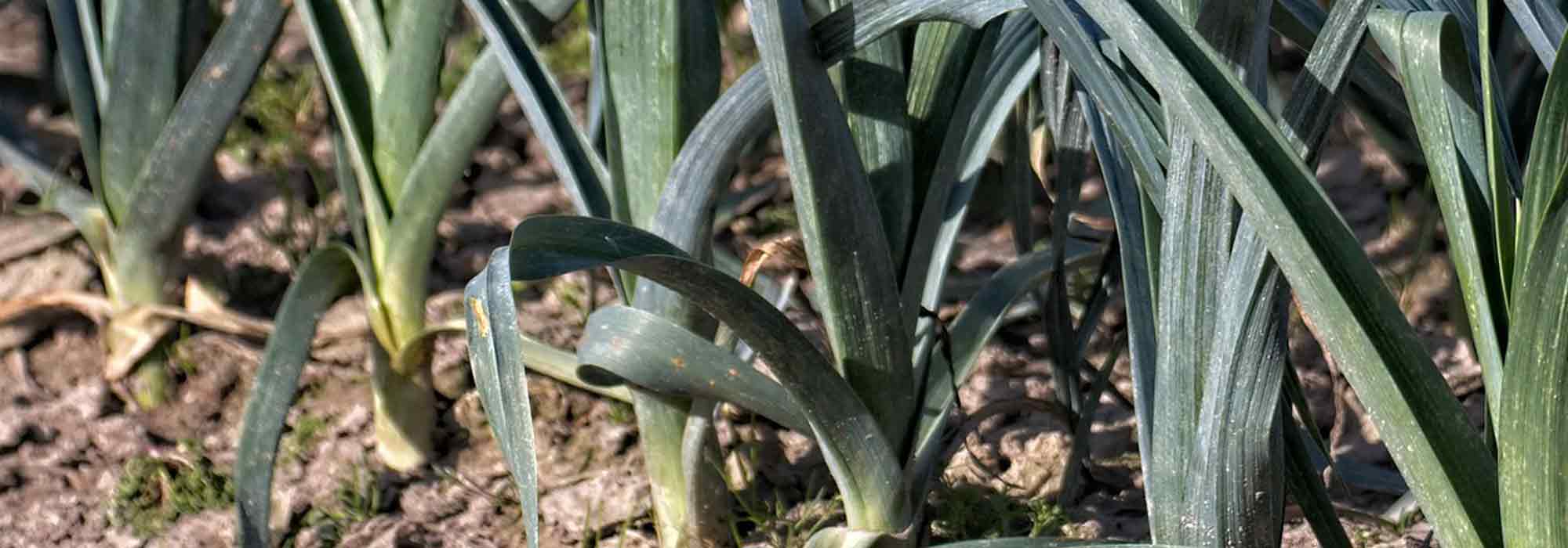 Cultivar alho-francês de verão