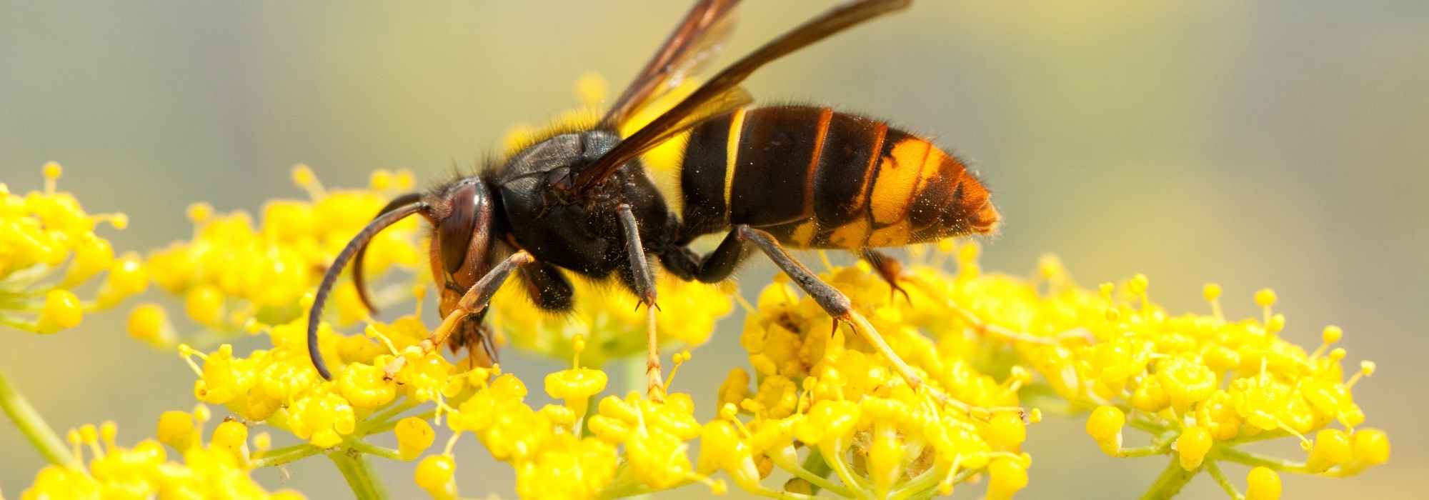 As espécies animais invasoras ou exógenas invasoras