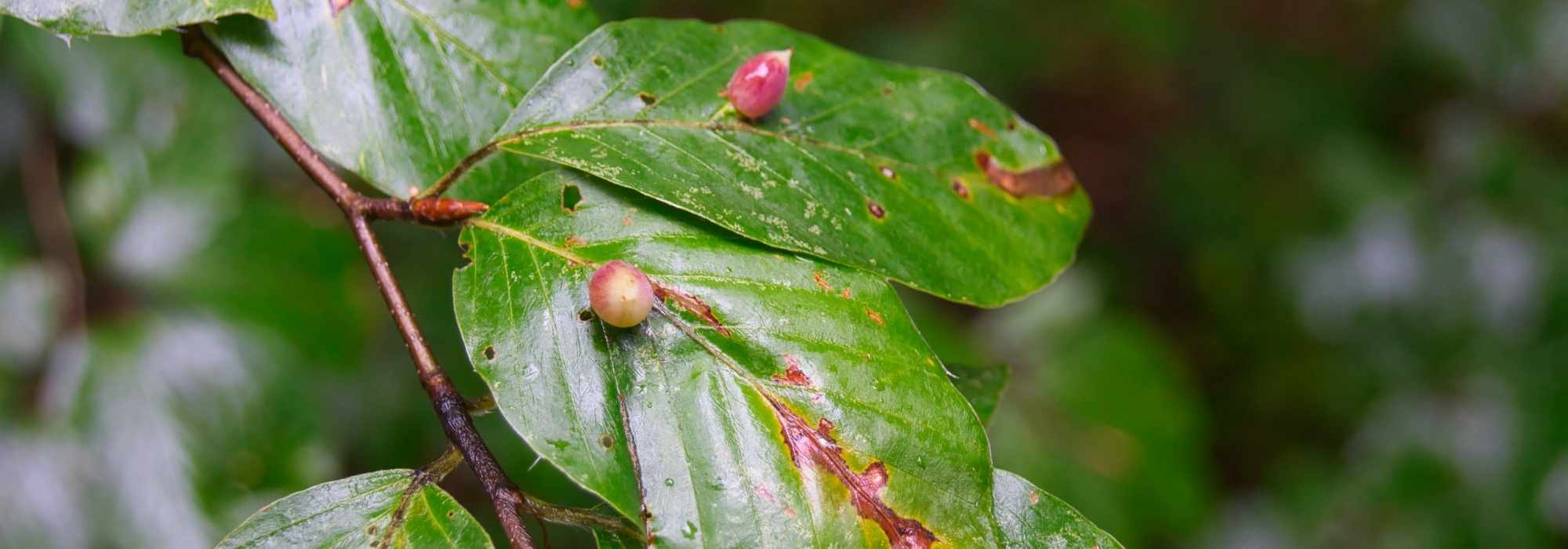 Galhas nas plantas: O que são?
