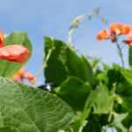 O feijoeiro-escarlate: semear, cultivar e colher