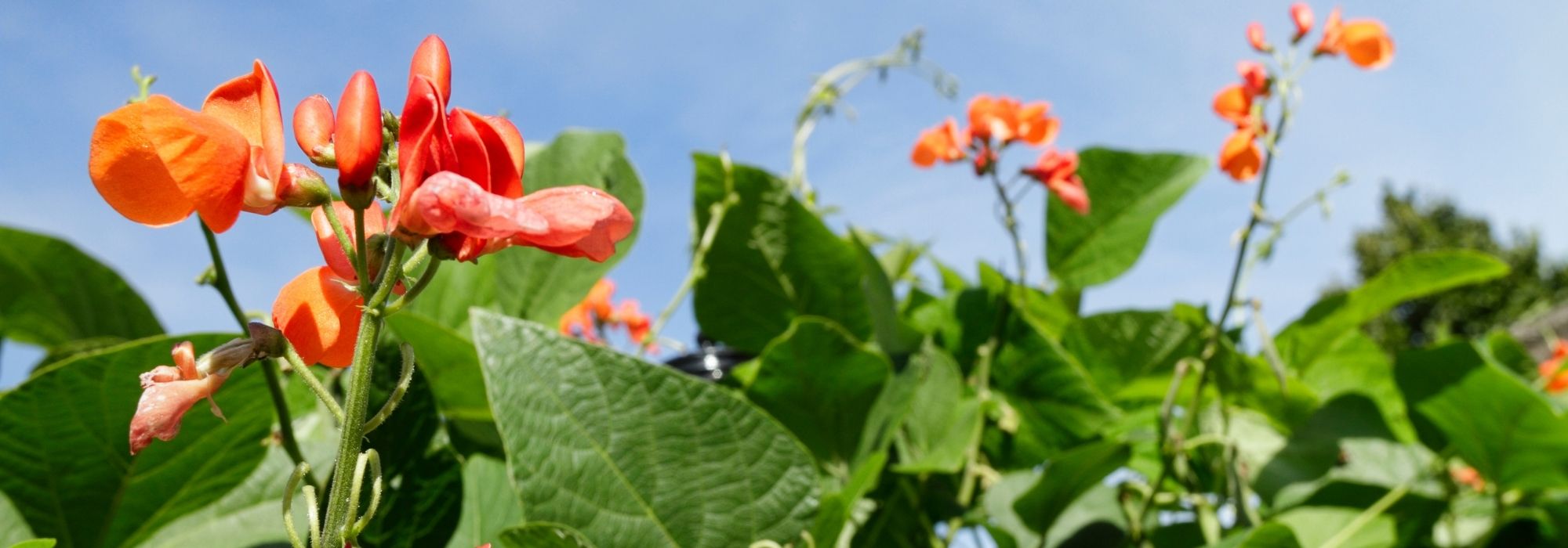 O feijoeiro-escarlate: semear, cultivar e colher
