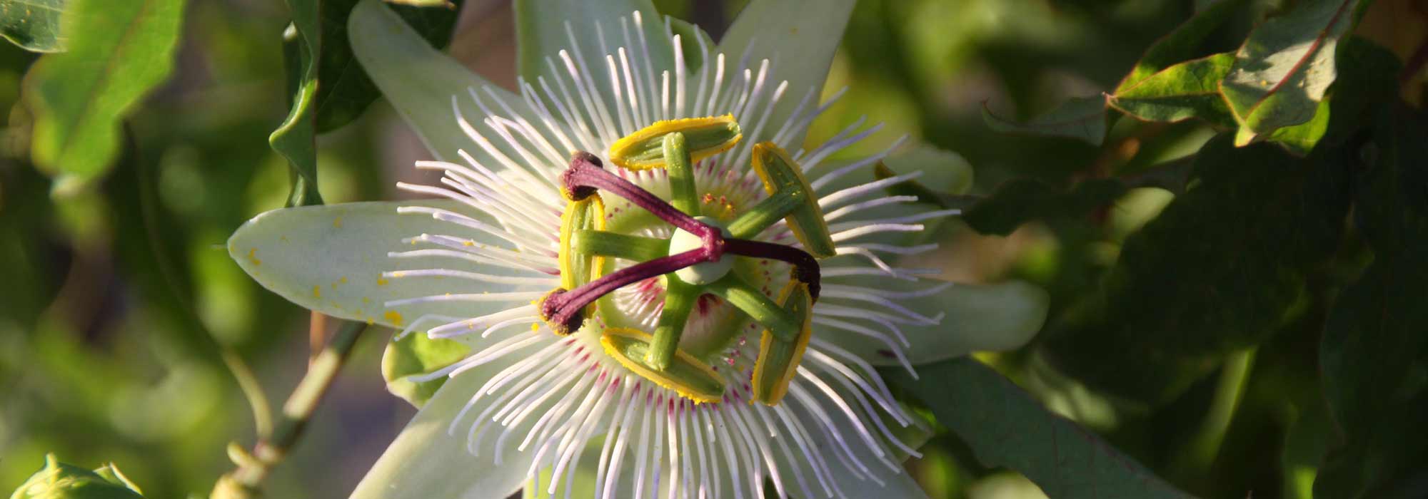 Doenças e pragas das passifloras