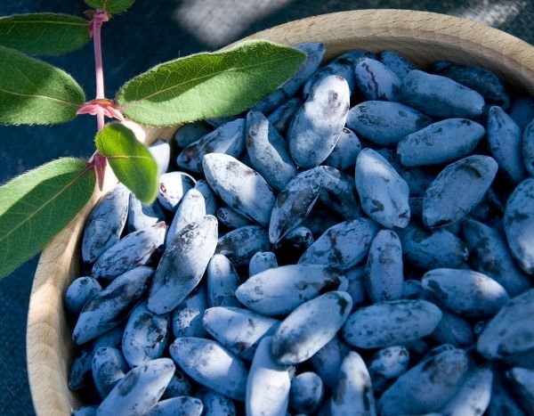 Colher e conservar a madressilva-azul