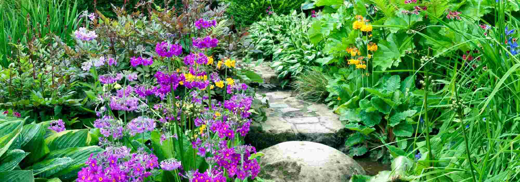 Plantas perenes: como escolher?