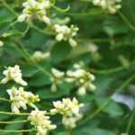Sófora: plantar, cultivar