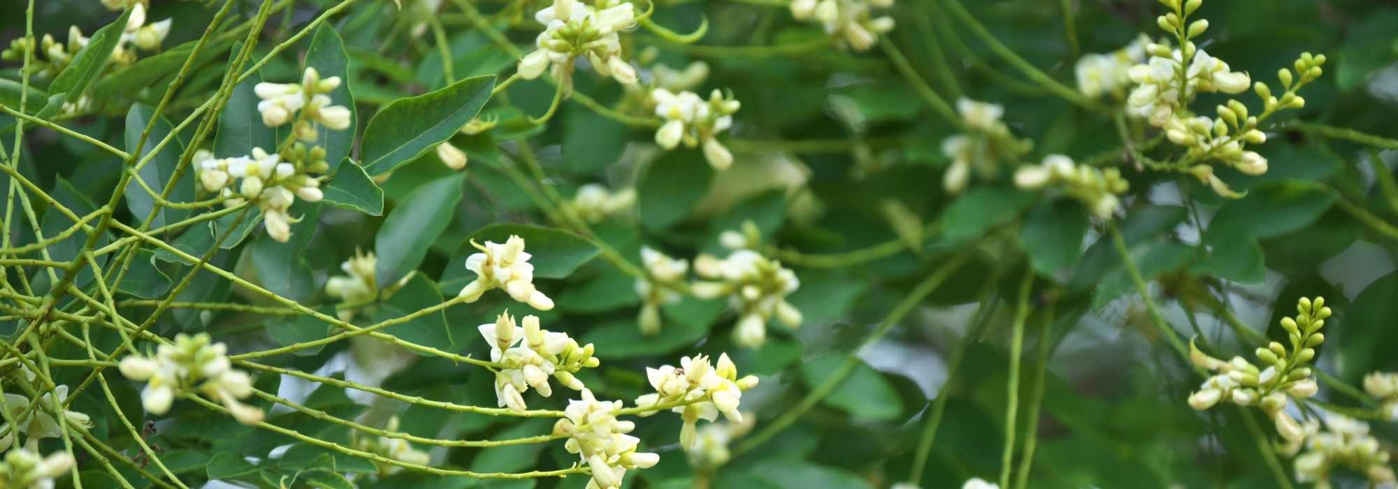 Sófora: plantar, cultivar