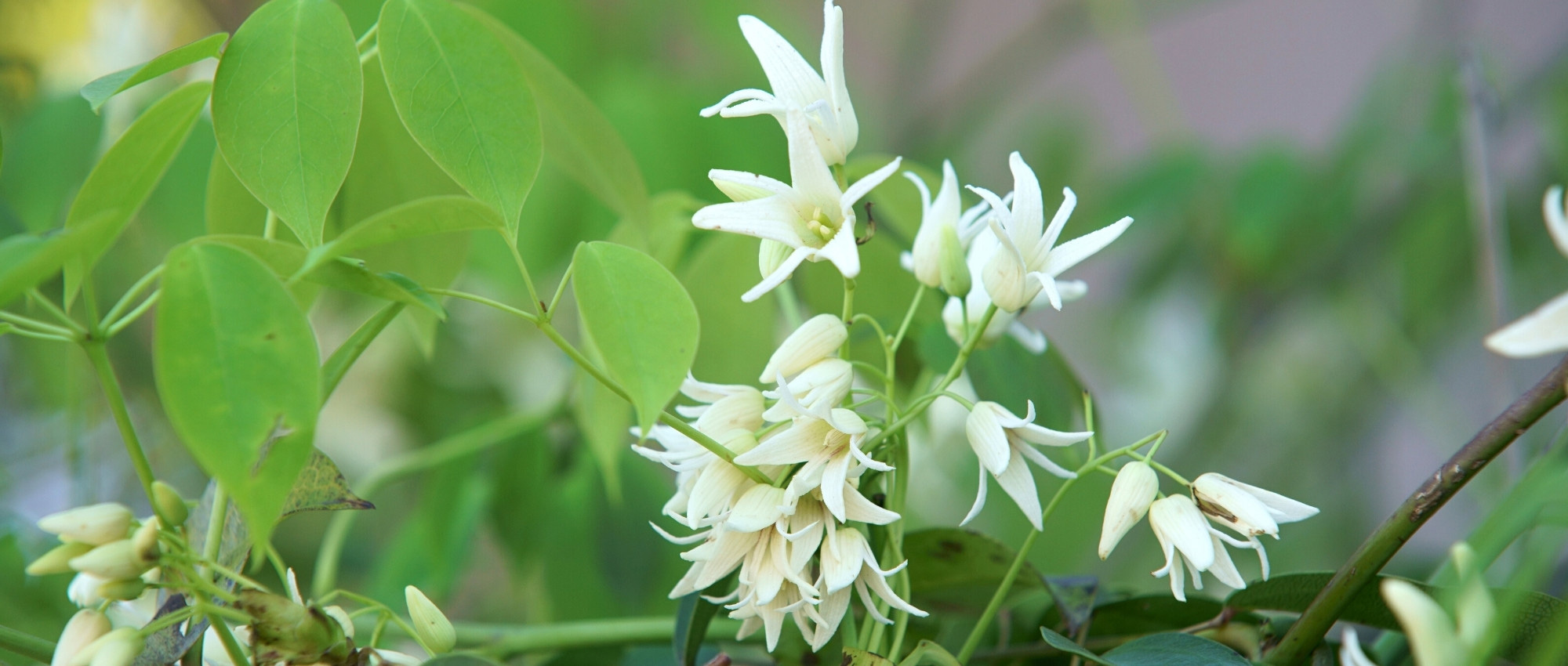 A Stauntonia: plantar, cultivar e cuidar