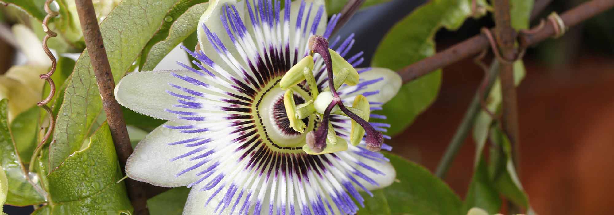 A poda e a condução em espaldeira da passiflora
