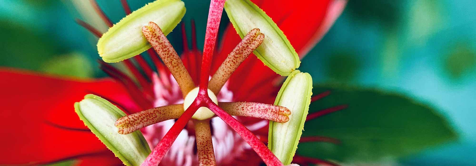 6 maracujazeiros para cultivar em vaso