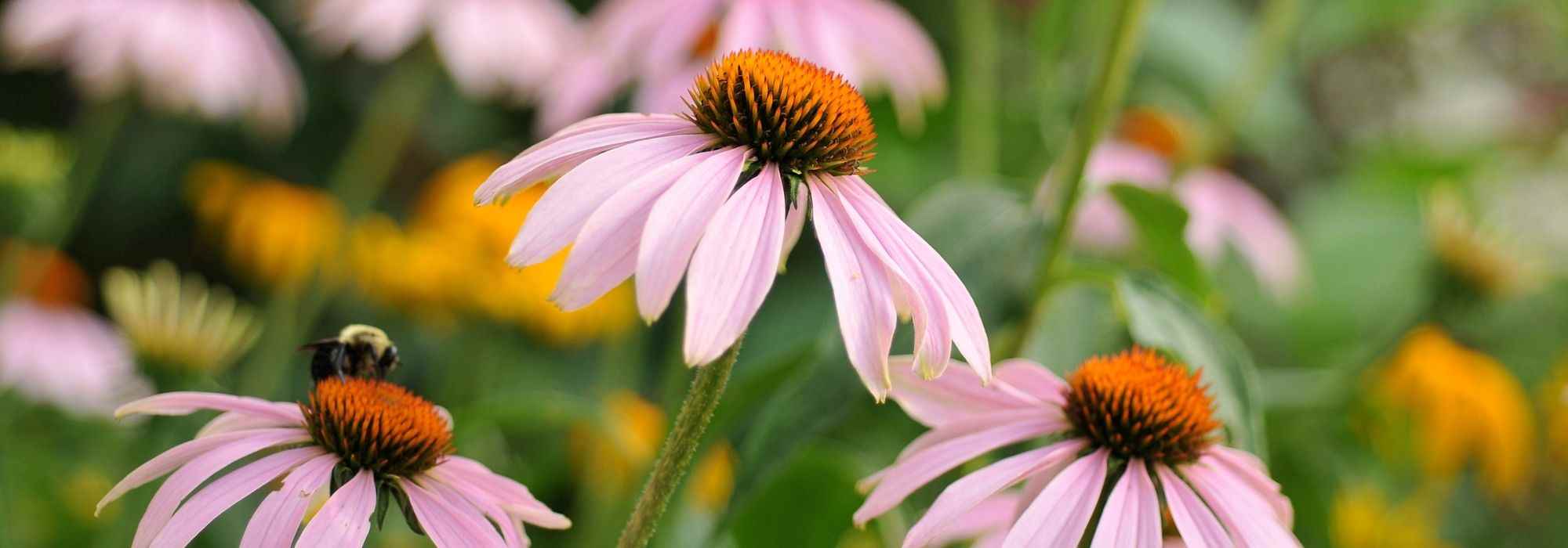 5 razões para comprar plantas perenes em vasos grandes