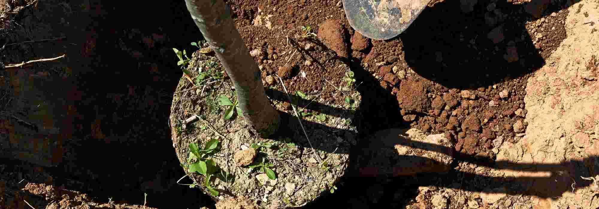 Plantar árvores e arbustos de grande porte: para um efeito imediato