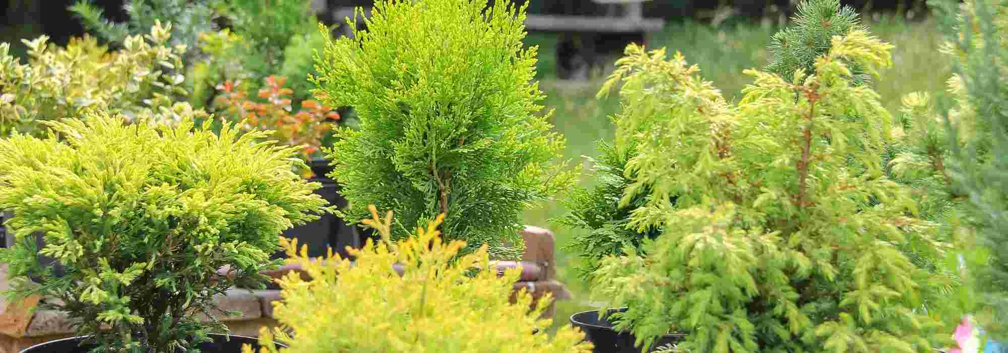 5 árvores anãs para cultivar numa varanda ventosa