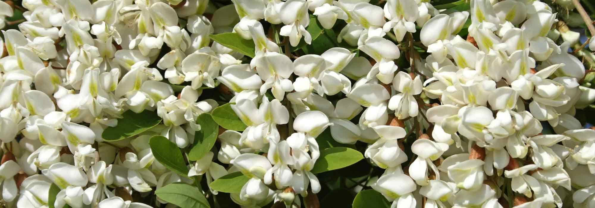 7 árvores com flores brancas
