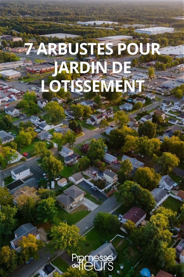 arbustos para jardins de loteamentos