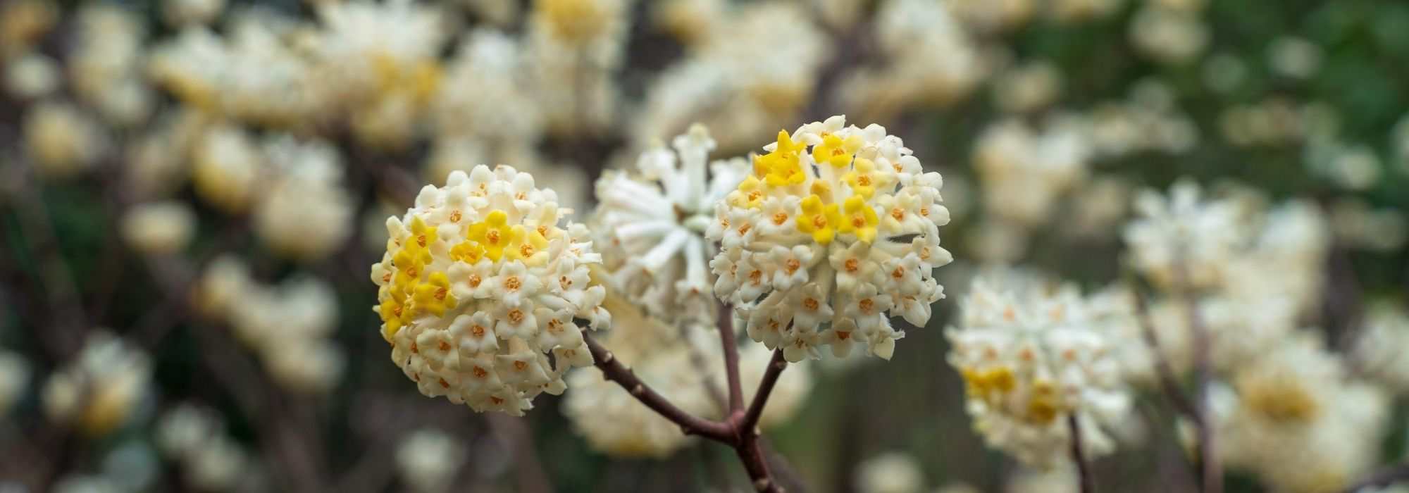 6 ideias para combinar a Edgeworthia