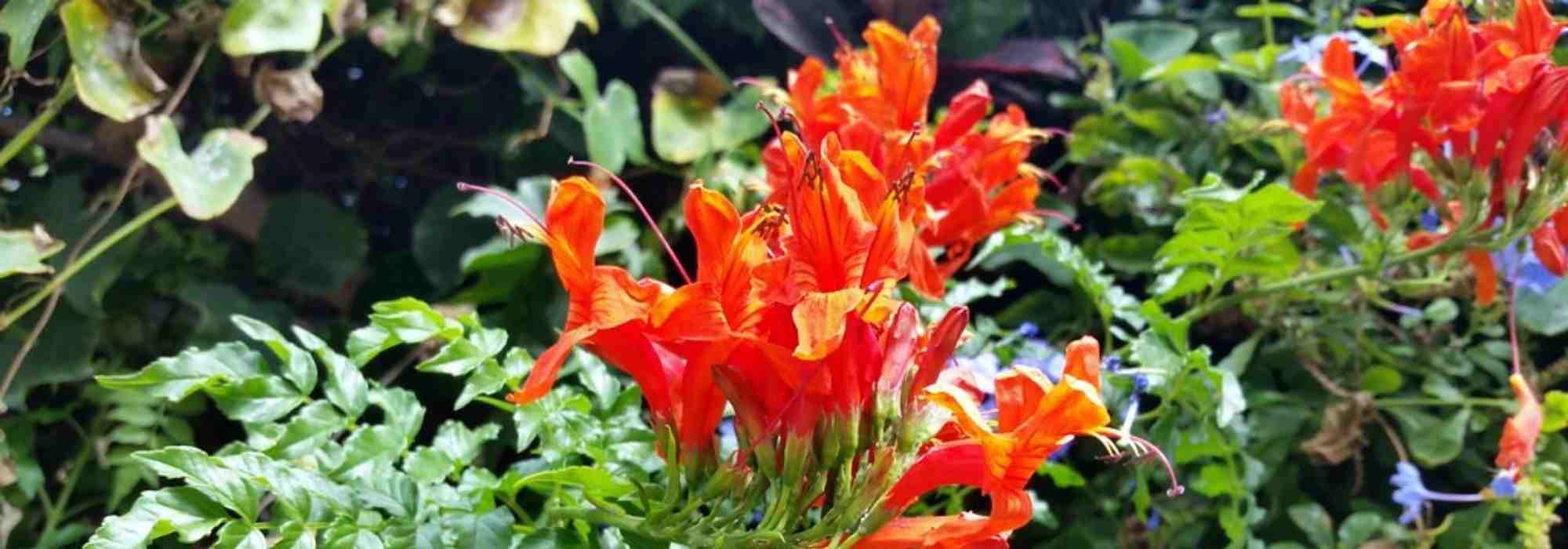 Plantas trepadeiras: as de floração mais prolongada