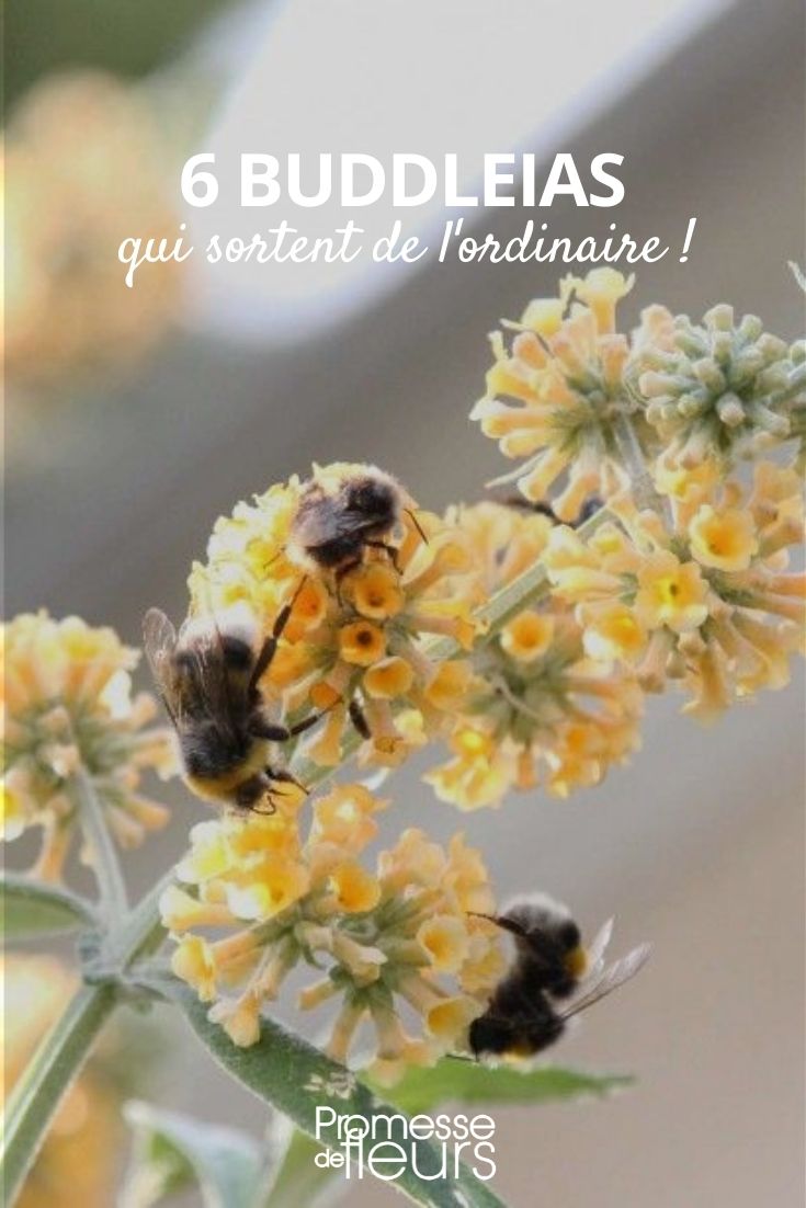 Buddleias fora do vulgar