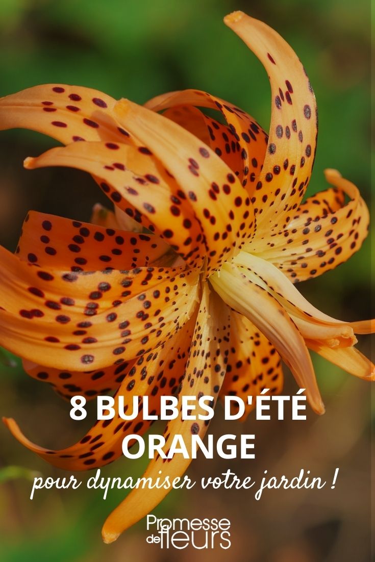 bolbo de verão cor de laranja