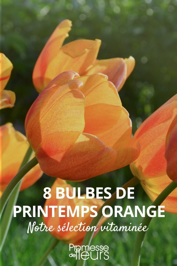 bolbo de primavera cor de laranja
