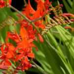 8 bolbos de verão com flores cor de laranja que deve ter no seu jardim
