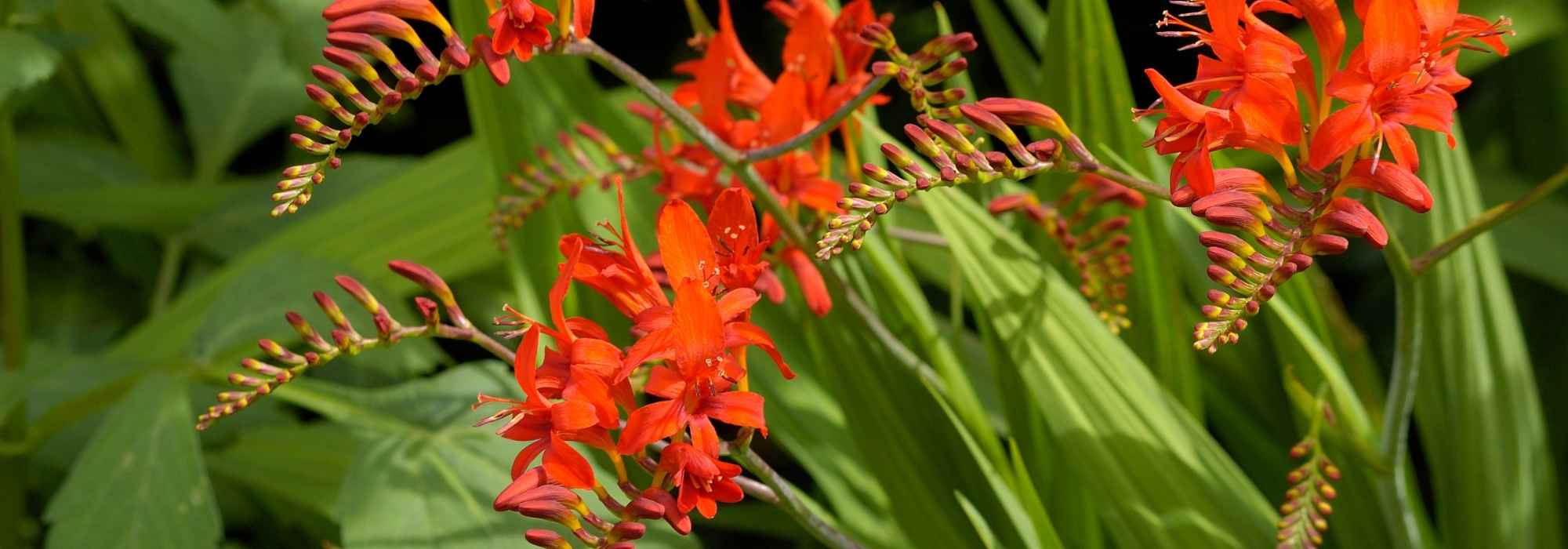 8 bolbos de verão com flores cor de laranja que deve ter no seu jardim